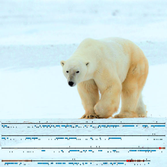 Essential parts of the polar bear Y chromosome have been decoded for the first time. Image credit: Axel Janke.