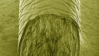 False-color micrograph of human hair cross-section: the top region shows the external part of the hair - cuticle region; the bottom region shows the internal macrofibrils - cortex region. Image credit: Fabiano Emmanuel Montoro / LNNano / CNPEM.