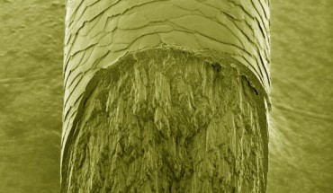 False-color micrograph of human hair cross-section: the top region shows the external part of the hair - cuticle region; the bottom region shows the internal macrofibrils - cortex region. Image credit: Fabiano Emmanuel Montoro / LNNano / CNPEM.
