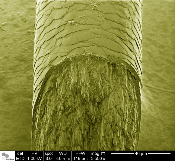 False-color micrograph of human hair cross-section: the top region shows the external part of the hair - cuticle region; the bottom region shows the internal macrofibrils - cortex region. Image credit: Fabiano Emmanuel Montoro / LNNano / CNPEM.