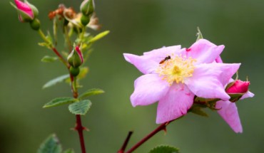 Rosa californica in Irvine, CA. Image credit: Wintertanager J.T. Storey / CC BY-SA 3.0.