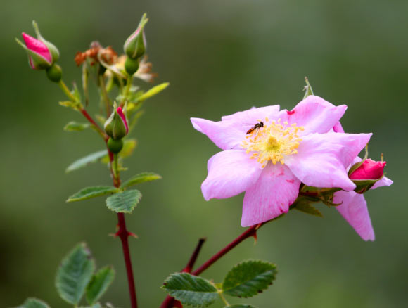 Rosa californica in Irvine, CA. Image credit: Wintertanager J.T. Storey / CC BY-SA 3.0.