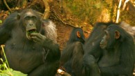 Adult female chimp Nambi using a leaf-sponge at waterhole, watched by 10-year-old juvenile Karo. Image credit: C. Hobaiter.