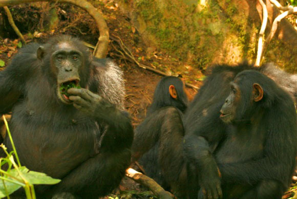 Adult female chimp Nambi using a leaf-sponge at waterhole, watched by 10-year-old juvenile Karo. Image credit: C. Hobaiter.