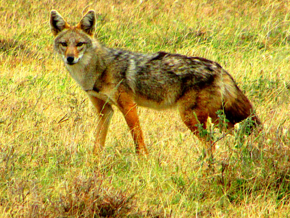 The African golden wolf (Canis anthus) in Serengeti National Park, Tanzania. Image credit: Gordon E. Robertson / CC BY-SA 3.0.