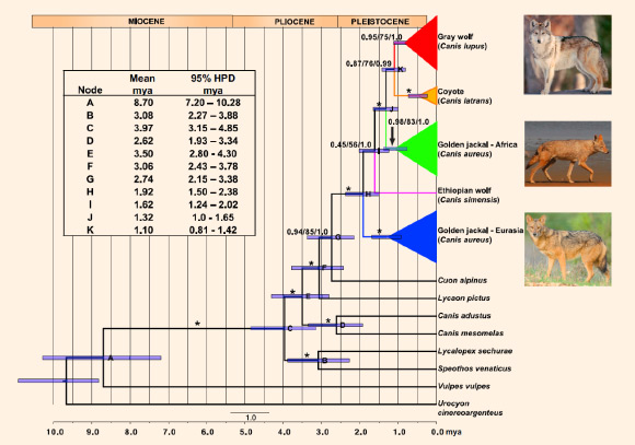 Canid family tree. Node bars show 95 percent highest posterior density (HPD) for divergence times. Four individuals were used each for gray wolf, golden jackal (Africa), and golden jackal (Eurasia), and two individuals were used for coyote. Letters correspond to list of estimated divergence times and 95 percent HPD for internodes (inset). The tree was rooted using red fox (Vulpes vulpes) and gray fox (Urocyon cinereoargenteus) as outgroups. Scale bar indicates the number of substitutions per site. Timescale at bottom is in million years ago, and geological timescale (epochs) are shown at top. Image credit: Klaus-Peter Koepfli et al. / Tom and Pat Leeson / CIBIO / Monia Nakamura / Eyal Cohen.