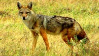 The African golden wolf (Canis anthus) in Serengeti National Park, Tanzania. Image credit: Gordon E. Robertson / CC BY-SA 3.0.