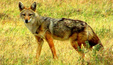 The African golden wolf (Canis anthus) in Serengeti National Park, Tanzania. Image credit: Gordon E. Robertson / CC BY-SA 3.0.