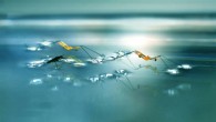 This image shows a water strider together with robotic insects that can jump on water. Image credit: Seoul National University.