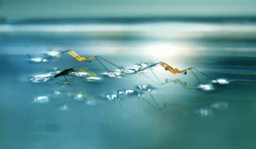 This image shows a water strider together with robotic insects that can jump on water. Image credit: Seoul National University.