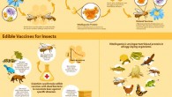 How bees vaccinate their babies and why understanding this is important to humans. Image credit: Sabine Deviche.