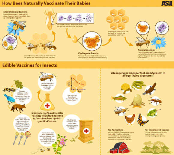 How bees vaccinate their babies and why understanding this is important to humans. Image credit: Sabine Deviche.