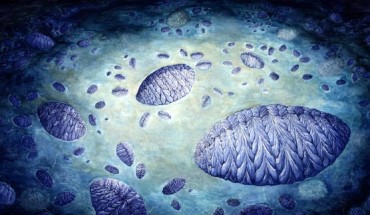 Artist’s reconstruction of the Fractofusus community: the bottom right features a large Fractofusus around which there are 5 to 8 medium specimens clustered; each of the medium specimens also has small specimens clustered around them; the small specimens therefore form an independent double cluster pattern, namely clusters of clusters. Image credit: C.G. Kenchington.