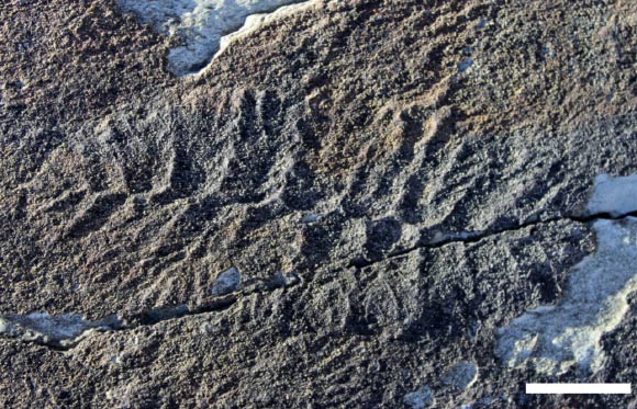Fractofusus andersoni specimen from Newfoundland, Canada. Scale bar - 1 cm. Image credit: Emily G. Mitchell et al.