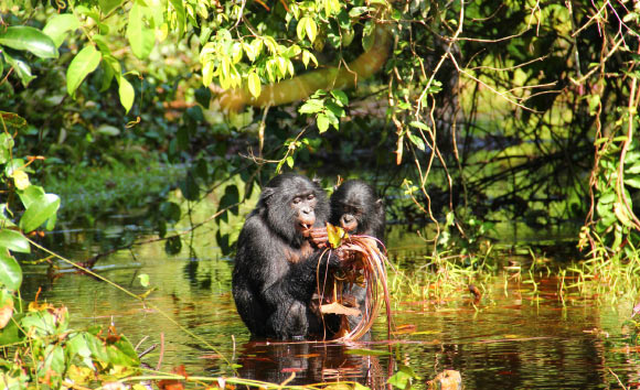 Wild bonobos feeding on lillypads. During feeding, bonobos frequently produce peep vocalizations as well as in other contexts. Image credit: Zanna Clay / Lui Kotale Bonobo Project.