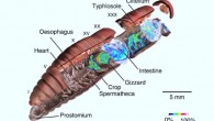 Drilodefensin distribution in an earthworm: schematic 3D model based on micro-computed tomography integrated with imaging mass spectrometry data. The color scale represents the relative abundance of the compound. Image credit: Manuel Liebeke et al.