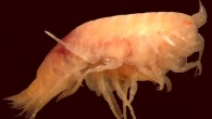 This image shows the amphipod Paracallisoma alberti. Image credit: Tammy Horton / Michael Thurston.