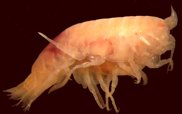 This image shows the amphipod Paracallisoma alberti. Image credit: Tammy Horton / Michael Thurston.