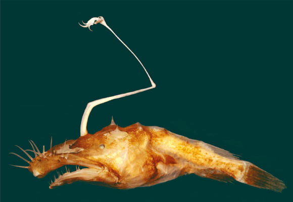 Lasiognathus dinema, female about 30 mm long. Image credit: Theodore Pietsch.