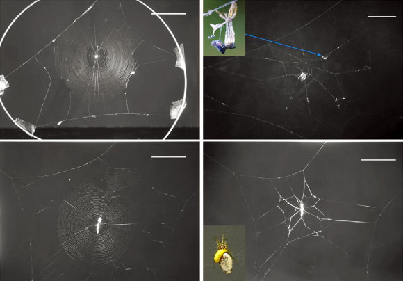 Types of web constructed by Cyclosa argenteoalba, from left, clockwise: normal orb web; resting web with a molting spider (inset) somewhat away from the hub; normal orb web constructed by a spider parasitized by Reclinervellus nielseni on the eve of being manipulated by the wasp larva; cocoon web constructed by the same spider as in the previous image, where the inset shows close-up of the parasitized spider. Scale bars – 5 cm. Image credit: Keizo Takasuka et al.