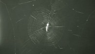 Web constructed by Cyclosa argenteoalba. Image credit: Keizo Takasuka et al.