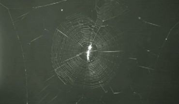 Web constructed by Cyclosa argenteoalba. Image credit: Keizo Takasuka et al.
