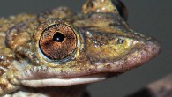 The Greening’s frog (Corythomantis greeningi). Image credit: Carlos Jared / Butantan Institute.