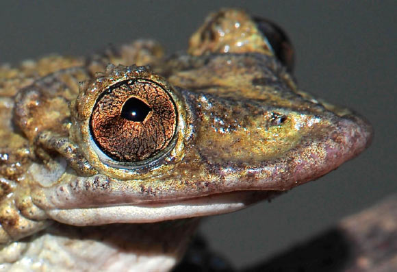 The Greening’s frog (Corythomantis greeningi). Image credit: Carlos Jared / Butantan Institute.
