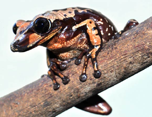 The Bruno’s casque-headed frog (Aparasphenodon brunoi). Image credit: Carlos Jared / Butantan Institute.