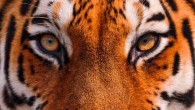 The study suggests that pupils could reveal whether one is hunter or hunted. Image credit: Tambako the Jaguar / CC BY-ND 2.0.