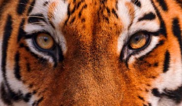 The study suggests that pupils could reveal whether one is hunter or hunted. Image credit: Tambako the Jaguar / CC BY-ND 2.0.