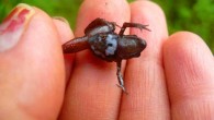 Noblella madreselva shows a large irregularly shaped white mark, stretching from its chest to its belly. Image credit: Vanessa Uscapi.