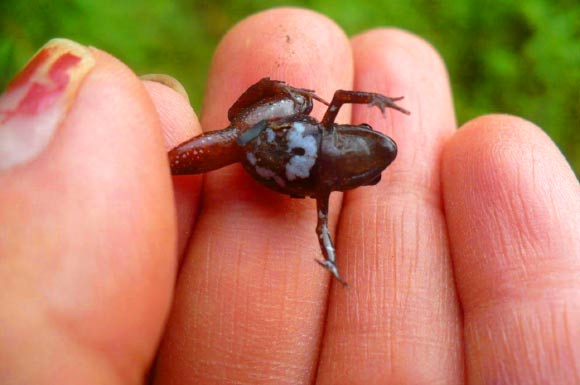 Noblella madreselva shows a large irregularly shaped white mark, stretching from its chest to its belly. Image credit: Vanessa Uscapi.