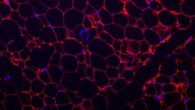 When the scientists silenced the ‘obesity gene’ in mice, it resulted in a 50% reduction in the amount of white fat. Image credit: Gareth Lim.