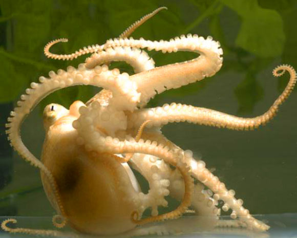 The California two-spot octopus (Octopus bimaculoides). Image credit: Michael LaBarbera.