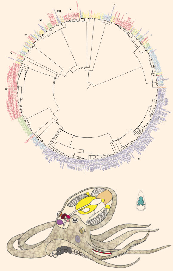 Top: phylogenetic tree of cadherin genes in the California two-spot octopus (blue), Homo sapiens (red), Drosophila melanogaster (orange), Nematostella vectensis (mustard yellow), Amphimedon queenslandica (yellow), Capitella teleta (green), Lottia gigantea (teal), and Saccoglossus kowalevskii (purple). I - Type I classical cadherins; II - calsyntenins; III - octopus protocadherin expansion (168 genes); IV - human protocadherin expansion (58 genes); V - dachsous; VI - fat-like; VII - fat; VIII - CELSR; IX - Type II classical cadherins. Asterisk denotes a novel cadherin with over 80 extracellular cadherin domains found in the California two-spot octopus and Capitella teleta. Bottom: schematic of California two-spot octopus anatomy, highlighting the tissues sampled for transcriptome analysis: viscera (heart, kidney and hepatopancreas) - yellow; gonads (ova or testes) - peach; retina - orange; optic lobe (OL) - maroon; supraesophageal brain (Supra) - bright pink; subesophageal brain (Sub) - light pink; posterior salivary gland (PSG) - purple; axial nerve cord (ANC) - red; suckers - grey; skin - mottled brown; stage 15 (St15) embryo - aquamarine. Skin sampled for transcriptome analysis included the eyespot, shown in light blue. Image credit: Caroline B. Albertin et al.