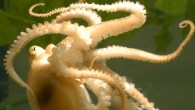 The California two-spot octopus (Octopus bimaculoides). Image credit: Michael LaBarbera.