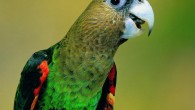 This is a male Cape parrot (Poicephalus robustus). Image credit: Cyril Laubscher.