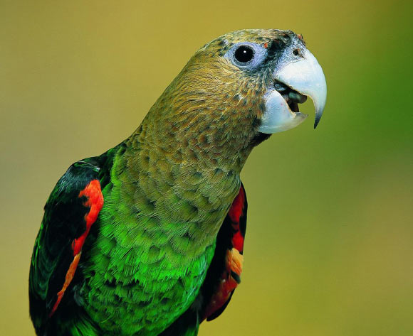 Birds are remarkably intelligent. Some parrots and corvids achieve primate-like levels of cognition. But how do they achieve impressive cognitive prowess with walnut-sized brains? This image shows a male Cape parrot (Poicephalus robustus). Image credit: Cyril Laubscher.