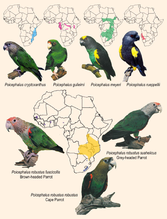 Distribution map of the Poicephalus species (and Poicephalus robustus subspecies) included in the study. Image credit: Perrin / Cyril Laubscher.