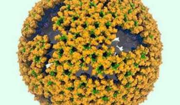 An atomic model of the immature retroviral lattice of RSV. Image credit: Boon Chong Goh / University of Illinois.