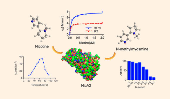 Dr Janda’s team analyzed a nicotine-degrading enzyme, NicA2. Image credit: Song Xue et al.