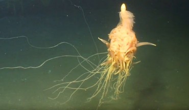 Bathyphysa conifera. Image credit: National Oceanographic Centre / SERPENT Project.