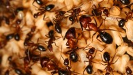 This image shows a colony of Florida carpenter ants (Camponotus floridanus) with major and minor workers taking care of the brood. Image credit: Juergen Leibig.