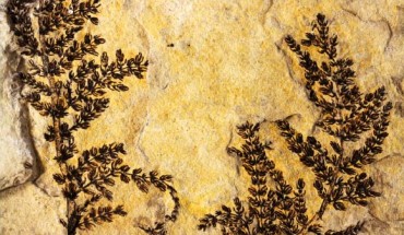 A large intact specimen of Montsechia vidalii. Image credit: David Dilcher.