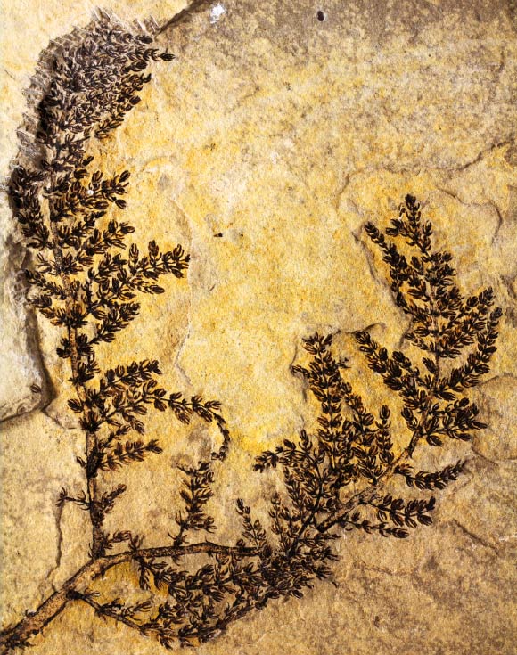 A large intact specimen of Montsechia vidalii. Image credit: David Dilcher.