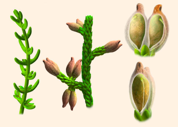 Illustrations based on fossilized remains show long- and short-leaved forms of Montsechia vidalii and a single seed. Image credit: Oscar Sanisidro.