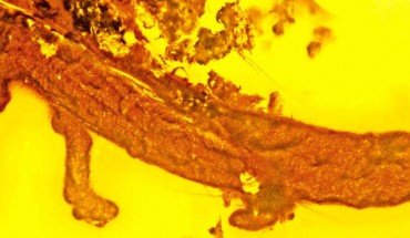 Palaeoplethodon hispaniolae, lying trapped for more than 20 million years in a piece of amber, is almost perfectly preserved; note the leg and foot, in lower center of image, that lacks normal toes. Image credit: George Poinar, Jr. / Oregon State University.