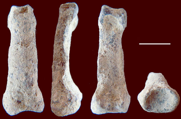 The OH 86 hominin manual proximal phalanx in, from left to right, dorsal, lateral, palmar and proximal views. Scale bar - 1 cm. Image credit: Dominguez-Rodrigo, M. et al.