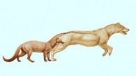 Early canids Hesperocyon (left) and Sunkahetanka were both ambush-style predators. Image credit: Mauricio Anton.